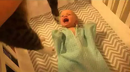 Me every_time_I_see_a_cat.png